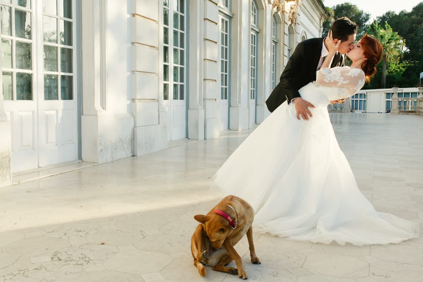 dog photobomb wedding