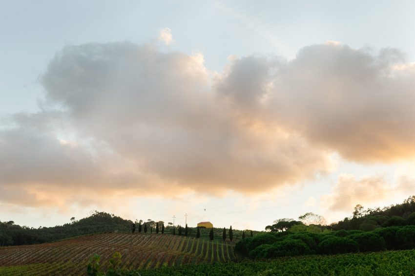 Portugal vineyard