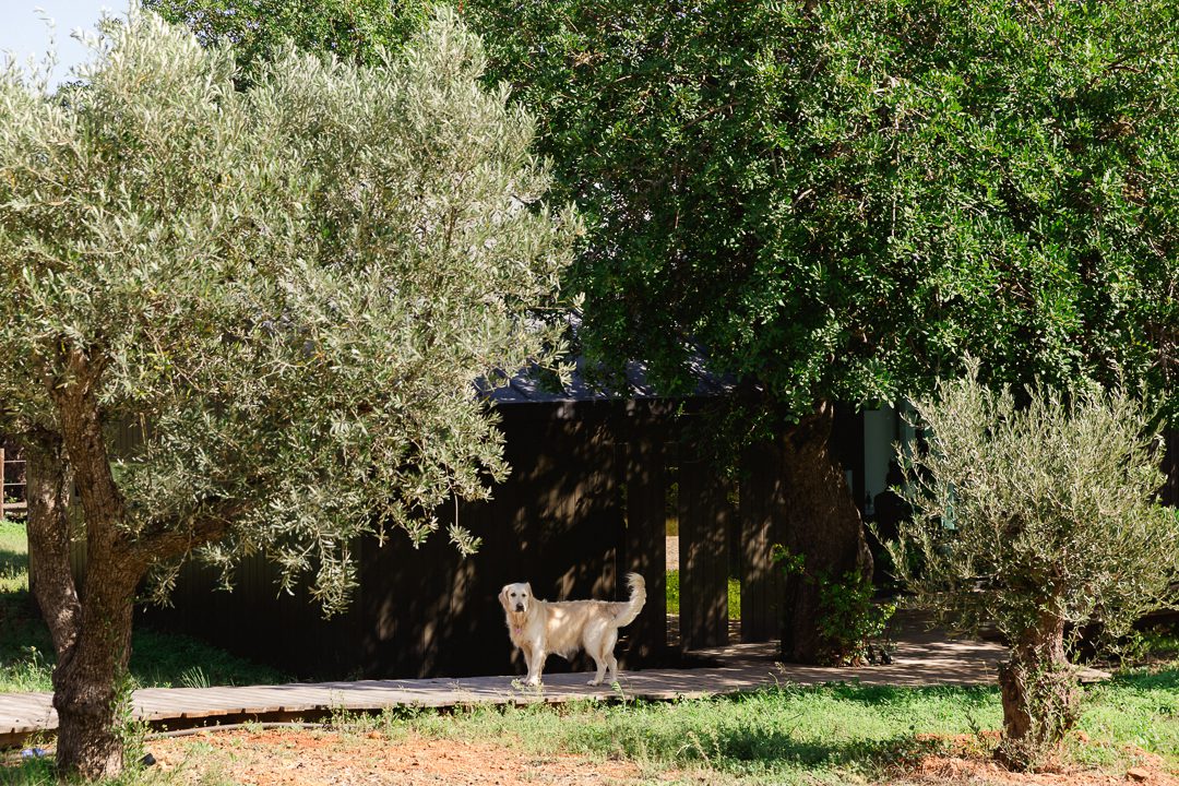dogs at weddings, wedding venue, boutique hotel Algarve Portugal, weddign Tavira Algarve