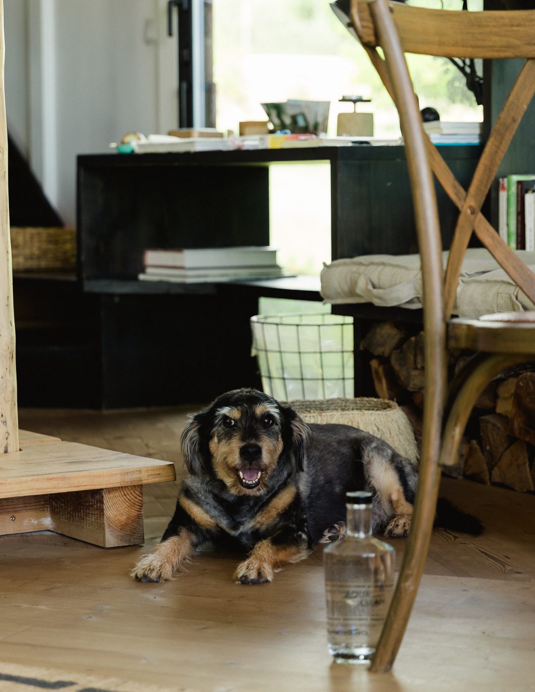 dogs at weddings, ring barer, pets at weddings,