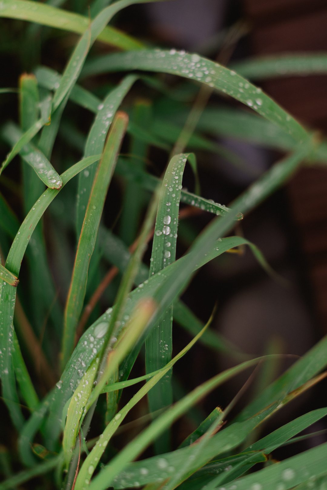 wedding photography Portugal, Algarve wedding photographer, Alentejo wedding,